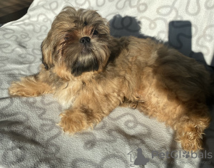 Photo №1. shih tzu - for sale in the city of Ozorków | 303$ | Announcement № 35916