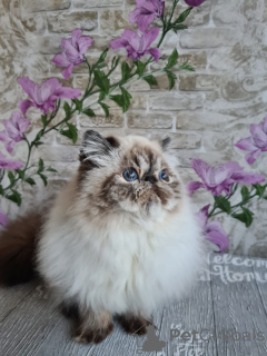 Photo №2 to announcement № 56261 for the sale of persian cat - buy in Russian Federation from nursery