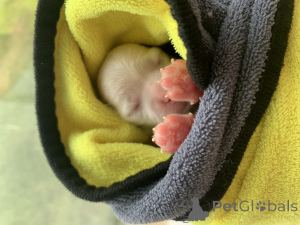 Photo №2 to announcement № 146079 for the sale of maltese dog - buy in Russian Federation private announcement, breeder