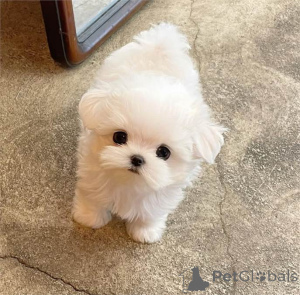 Photo №1. maltese dog - for sale in the city of Торонто | negotiated | Announcement № 143475