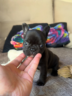 Photo №4. I will sell french bulldog in the city of Prague. breeder - price - negotiated