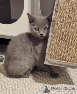 Photo №2 to announcement № 151630 for the sale of chartreux - buy in Germany 