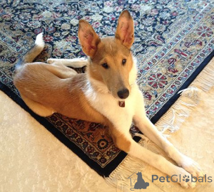 Photo №1. rough collie - for sale in the city of Aizlingen | 619$ | Announcement № 157828