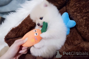 Photo №1. pomeranian - for sale in the city of Утрехт | 604$ | Announcement № 8784