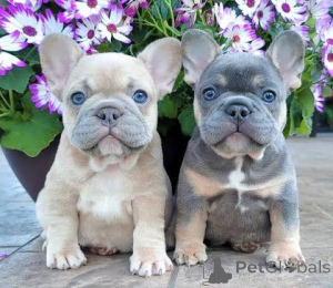 Photo №1.  - for sale in the city of Achenkircch | 702$ | Announcement № 163488