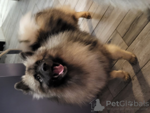 Photo №2 to announcement № 25726 for the sale of german spitz - buy in Poland breeder