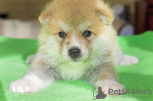 Additional photos: Puppies Akita Inu (KKU). Sale, reserve, reservation, pre-order. Kharkiv.