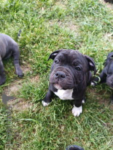 Photo №3. Hello, I sell my puppies of Staffordshire Bull Terrier 3 Male Tigers Black and a. Switzerland