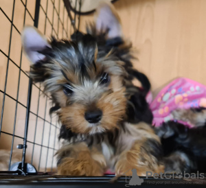 Photo №1. yorkshire terrier - for sale in the city of Krasnodar | 208$ | Announcement № 10868