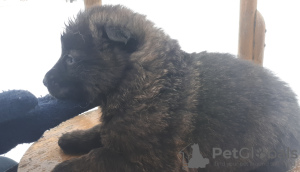 Photo №2 to announcement № 8579 for the sale of german shepherd - buy in Germany private announcement