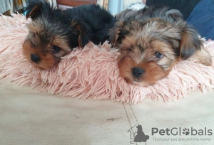 Photo №4. I will sell yorkshire terrier in the city of Illinois City. private announcement - price - Is free