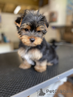 Additional photos: Healthy Yorkie puppies for sale