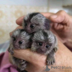 Additional photos:  Pygmy Marmoset Monkey.