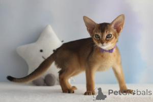 Photo №1. abyssinian cat - for sale in the city of Aschaffenburg | 361$ | Announcement № 177957