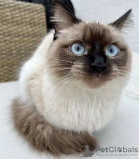 Photo №4. I will sell ragdoll in the city of New York. private announcement - price - 400$