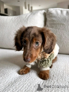Photo №4. I will sell dachshund in the city of Helsinki. private announcement, from the shelter - price - 516$