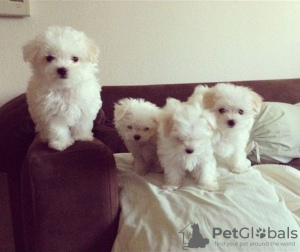 Photo №1. maltese dog - for sale in the city of Darmstadt-Dieburg | 150$ | Announcement № 129642