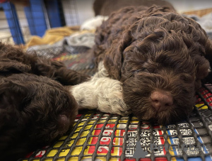 Additional photos: Lagotto Romagnolo puppies