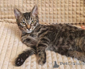 Photo №3. Marsik is a small teenage tabby cat waiting for his person.. Russian Federation