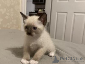 Photo №2 to announcement № 123429 for the sale of siamese cat - buy in Germany private announcement