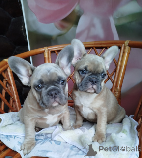 Photo №1. french bulldog - for sale in the city of Minsk | 581$ | Announcement № 161455
