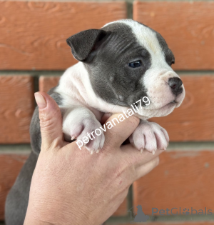 Photo №1. american bully - for sale in the city of Krasnodar | negotiated | Announcement № 146122
