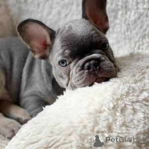 Photo №1. french bulldog - for sale in the city of Madrid | 723$ | Announcement № 165988