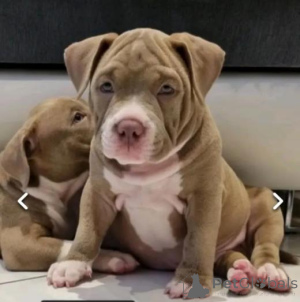 Photo №1. landseer dog - for sale in the city of Ogra | negotiated | Announcement № 160021