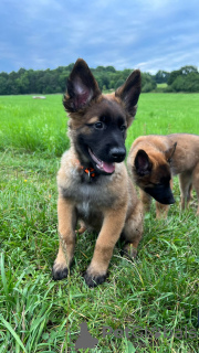 Photo №2 to announcement № 58424 for the sale of belgian shepherd - buy in Czech Republic breeder
