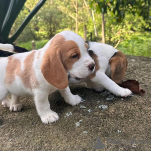 Additional photos: Adorable beagle puppies for sale.