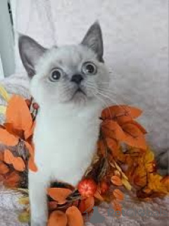 Photo №2 to announcement № 163818 for the sale of scottish straight - buy in Austria private announcement, breeder