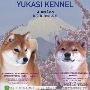 Photo №1. shiba inu - for sale in the city of Истра | 1216$ | Announcement № 9150