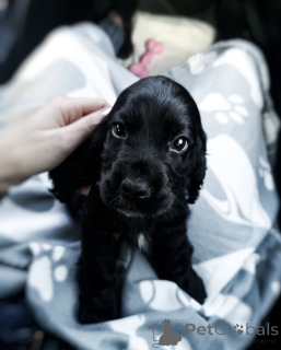 Photo №1. english cocker spaniel - for sale in the city of Aurich | 650$ | Announcement № 159564