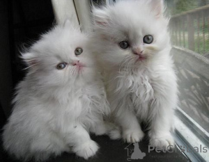 Photo №1. persian cat - for sale in the city of Payerne | 361$ | Announcement № 169325