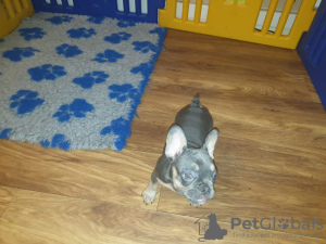 Photo №3. Two French Bulldog puppies for sale now. Germany