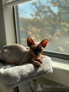 Photo №1. sphynx cat - for sale in the city of Даллас | negotiated | Announcement № 82417