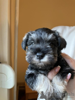 Photo №2 to announcement № 81025 for the sale of standard schnauzer - buy in Serbia breeder