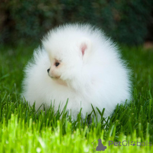 Photo №3. Pomeranian spitz puppies are sold,. Germany