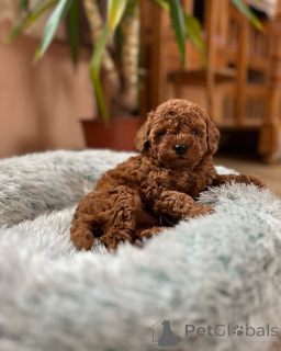 Photo №1. poodle (toy) - for sale in the city of Bremen | negotiated | Announcement № 155839