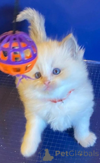 Photo №4. I will sell turkish angora in the city of Bremen. breeder - price - 179$