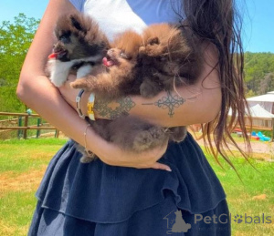 Photo №1. pomeranian - for sale in the city of Tönisvorst | 392$ | Announcement № 166172