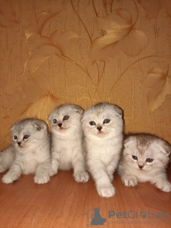 Photo №1. scottish fold - for sale in the city of Kiev | 370$ | Announcement № 10811