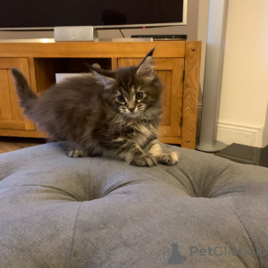 Photo №3. Vaccinated Main Coon kittens for sale to caring homes. Germany