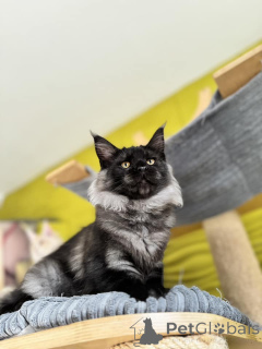 Photo №3. Gatitos de Maine en venta. Spain