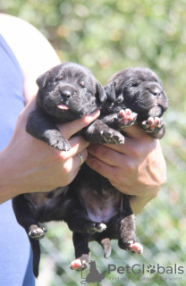 Photo №2 to announcement № 64321 for the sale of cane corso - buy in Serbia 