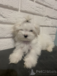 Photo №3. Malteszyk beautiful female dog. Poland