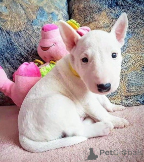 Photo №1. bull terrier - for sale in the city of Augustdorf | 329$ | Announcement № 147565