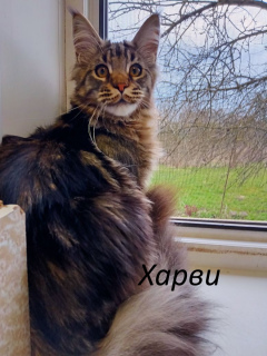 Photo №1. maine coon - for sale in the city of Vladimir | 202$ | Announcement № 6465