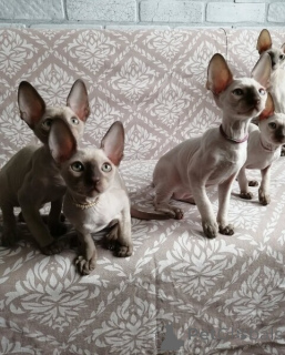 Photo №1. cornish rex - for sale in the city of Aurich | Is free | Announcement № 170319