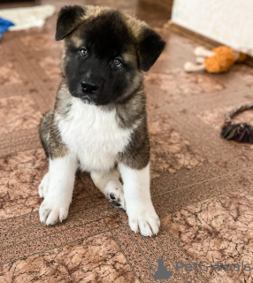 Photo №2 to announcement № 9439 for the sale of american akita - buy in Russian Federation breeder